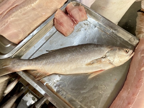 Spitskop-ombervis (Cynoscion phoxocephalus) — Sciaenidae