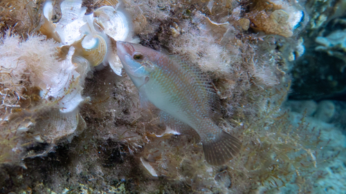 East Atlantic Peacock Wrasse, Ionian Islands, Peloponnese, Western Greece and the Ionian Islands, Greece, photo 5 of 10