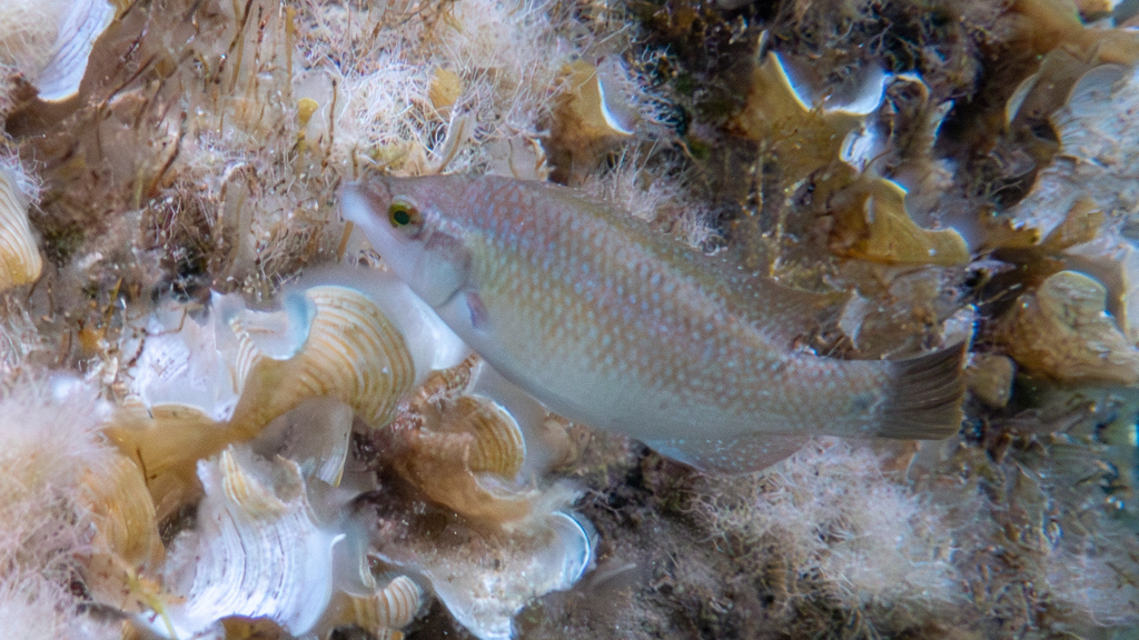 East Atlantic peacock wrasse (Symphodus tinca) — Labridae
