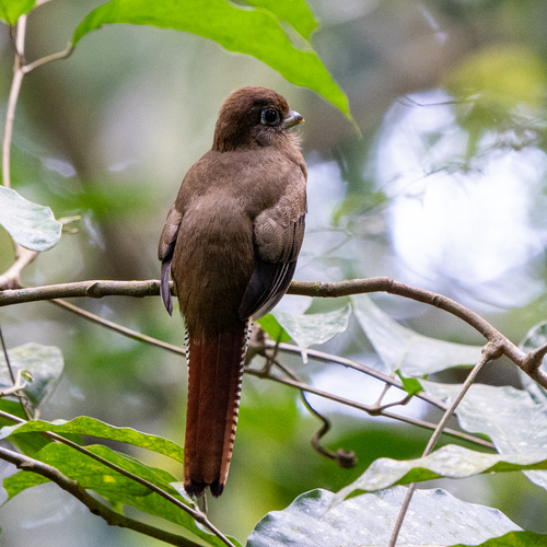 Noordelijke zwartkeeltrogon (Trogon tenellus)