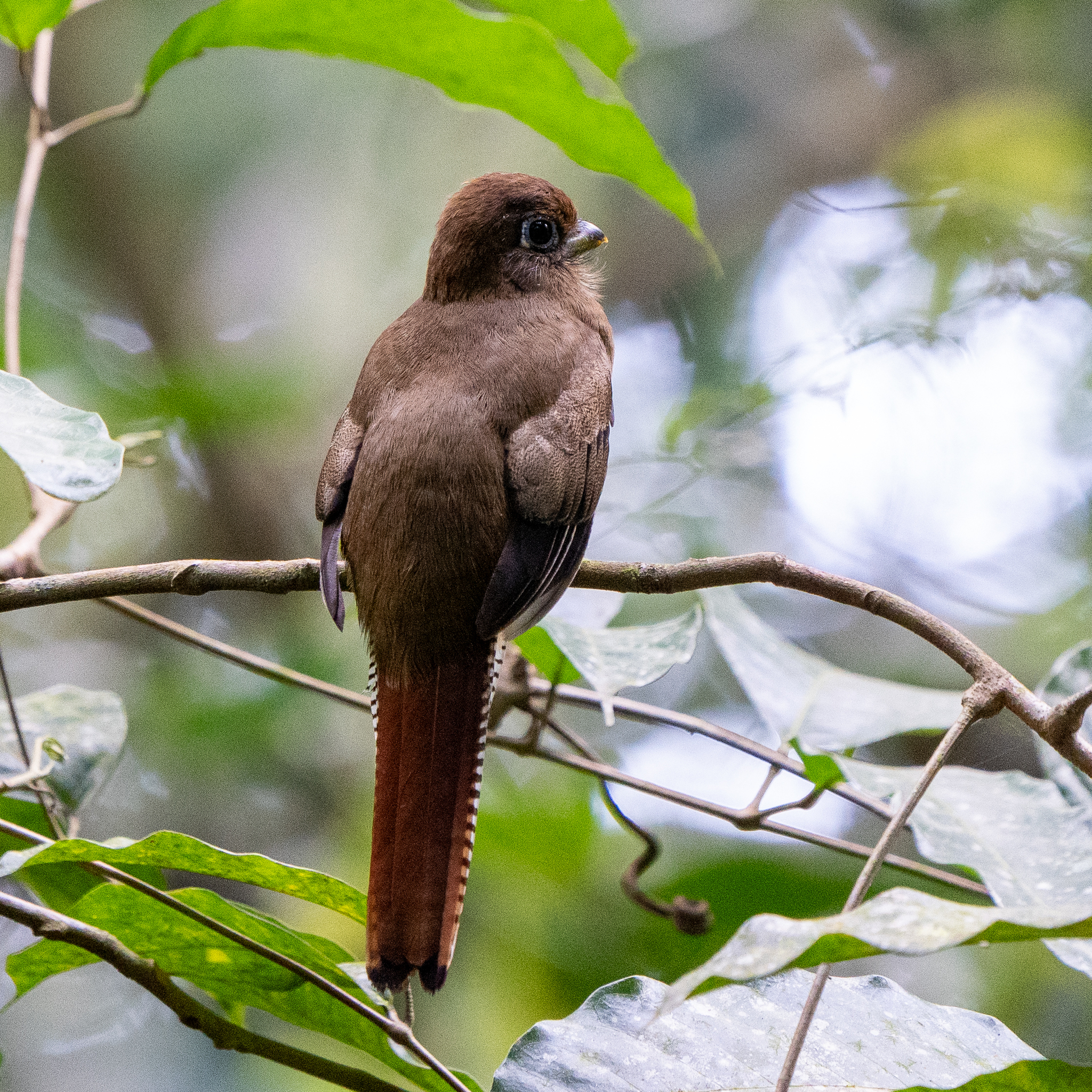 Graceful Black-throated Trogon (Trogon tenellus)