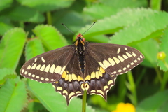 Papilio brevicauda