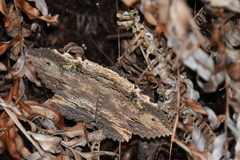 Anisoneura aluco