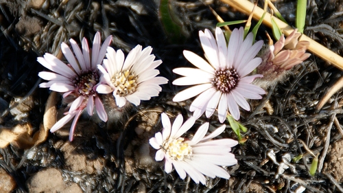 Image of Gerbera natalensis by (c) Stefan Wolmarans, some rights reserved (CC BY)