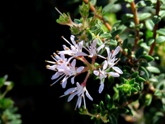 Agathosma ciliaris