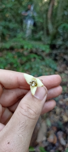 Harleyodendron unifoliolatum