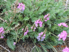 Oxytropis coerulea