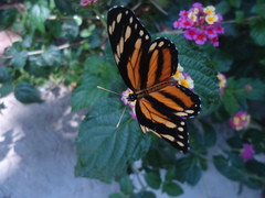 Eresia phillyra phillyra