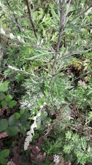 Artemisia vulgaris