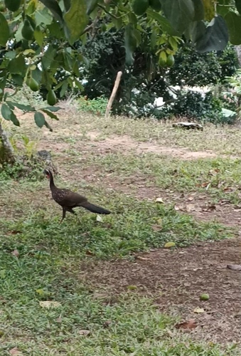 White-browed Guan (Penelope jacucaca), photo 8