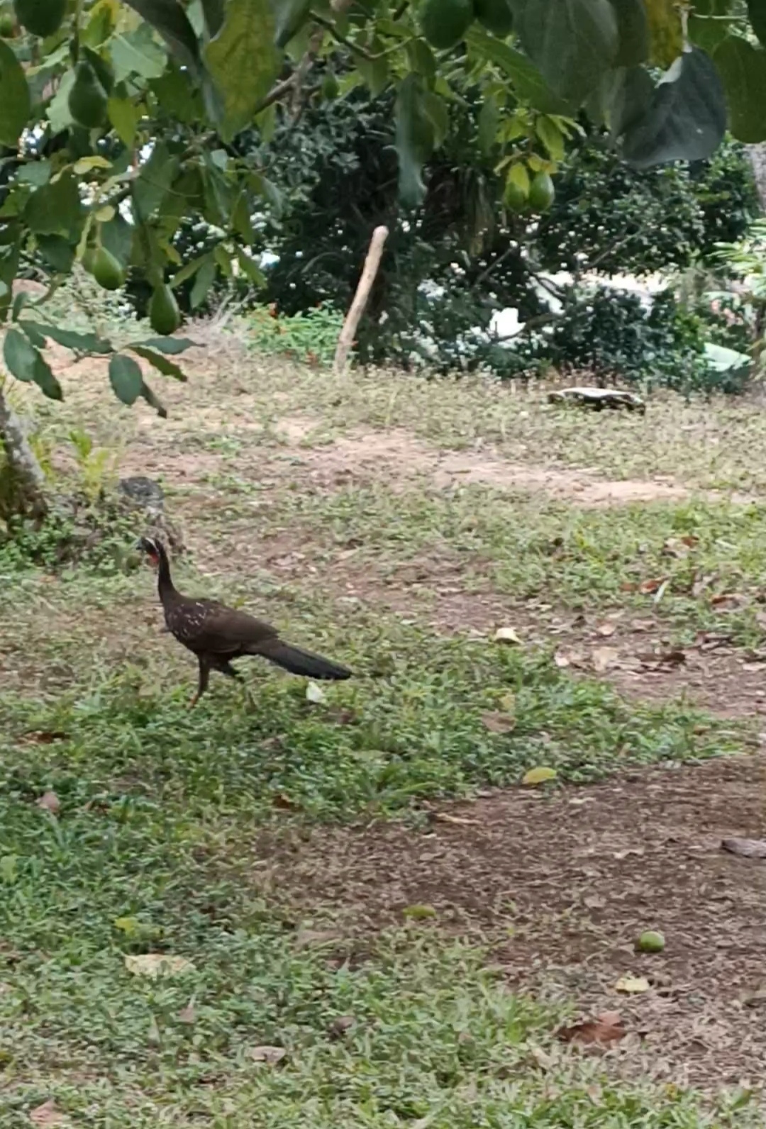 White-browed Guan (Penelope jacucaca), photo 10