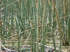 Botaurus lentiginosus image