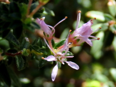 Agathosma ciliaris