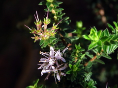 Agathosma ciliaris