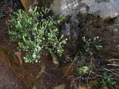 Agathosma ciliaris