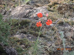 Lilium pumilum