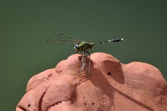 Orthetrum sabina