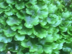 Pelliaceae