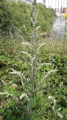 Artemisia vulgaris