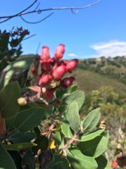 Exobasidium vaccinii