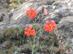 Lilium pumilum