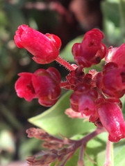 Exobasidium vaccinii