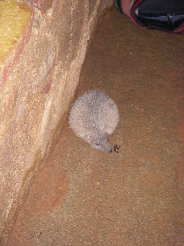 Lesser Hedgehog Tenrec