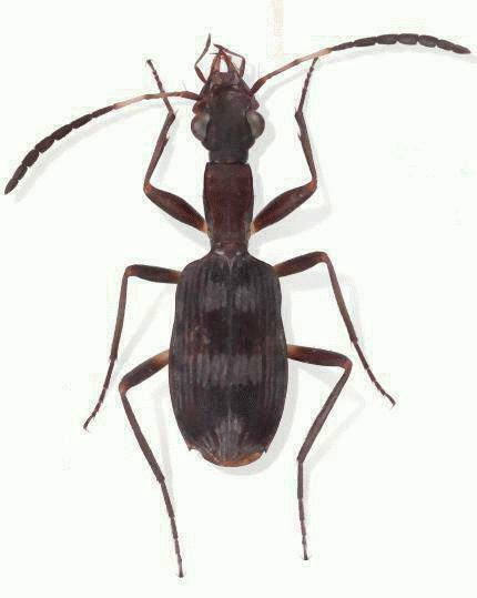 Stenocheila
