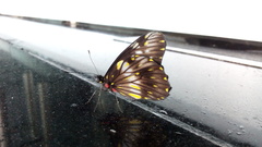 Catasticta flisa flisa