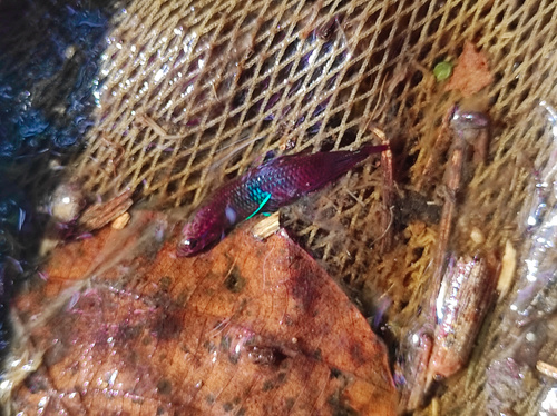 Selangor red fighter (Betta livida) — Osphronemidae