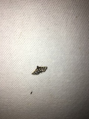 Diasemiodes janassialis