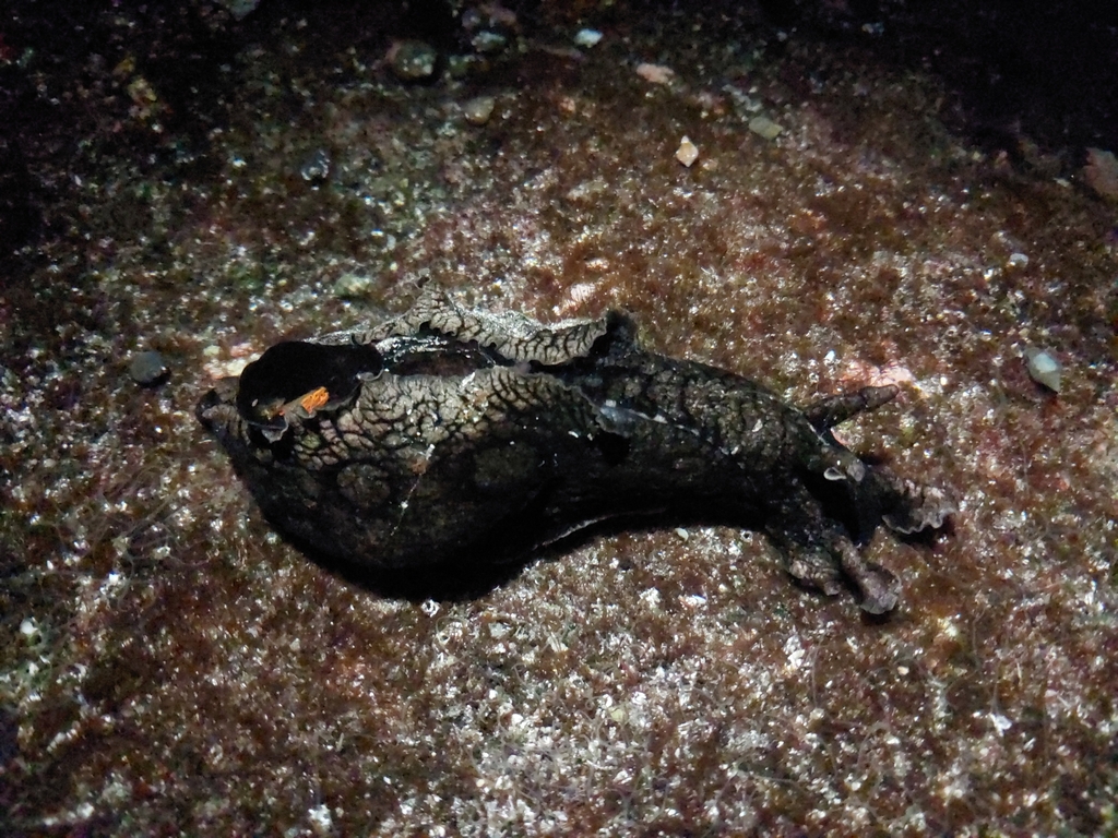 Large-spotted sea hare