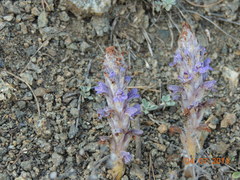 Orobanche coerulescens
