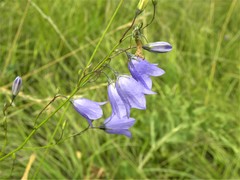 Campanula moravica