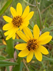 Helianthus schweinitzii
