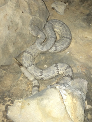 Crotalus lepidus