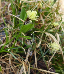 Carex nigricans