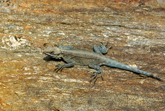 Laudakia tuberculata