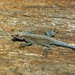 Kashmir Rock Agama - Photo (c) Subash Jeyan, some rights reserved (CC BY-NC), uploaded by Subash Jeyan