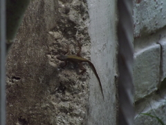 Anolis