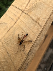 Opheltes glaucopterus barberi