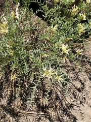 Astragalus bolanderi