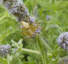 Oxyopes lineatus