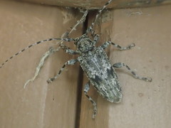 Aegomorphus modestus