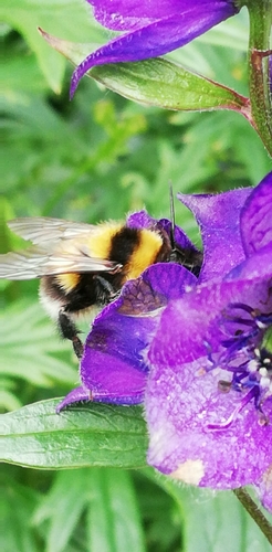 čmeľ záhradný (Bombus hortorum)