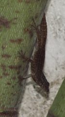 Anolis sagrei