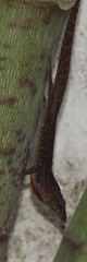 Anolis sagrei