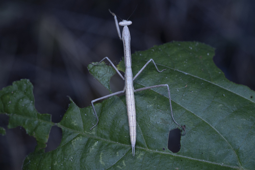 Phasmomantis sumichrasti