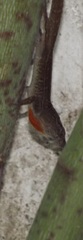 Anolis sagrei