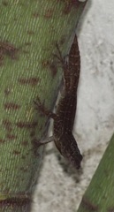 Anolis sagrei